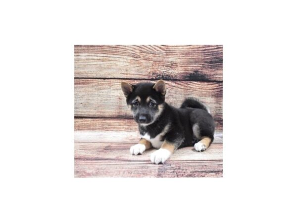 Shiba Inu DOG Female Black and Tan 22302 Petland Las Vegas, Nevada