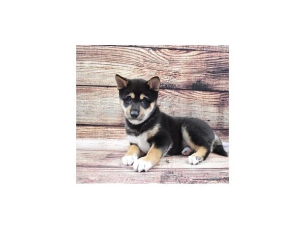 Shiba Inu DOG Male Black and Tan 22303 Petland Las Vegas, Nevada