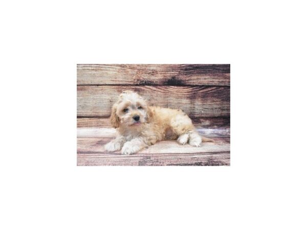 Bichon Frise/Cavalier King Charles Spaniel DOG Male Ruby 22308 Petland Las Vegas, Nevada