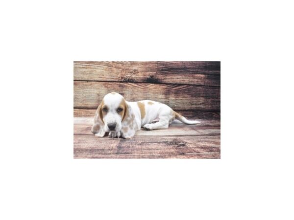 Basset Hound DOG Male Red and White 22296 Petland Las Vegas, Nevada