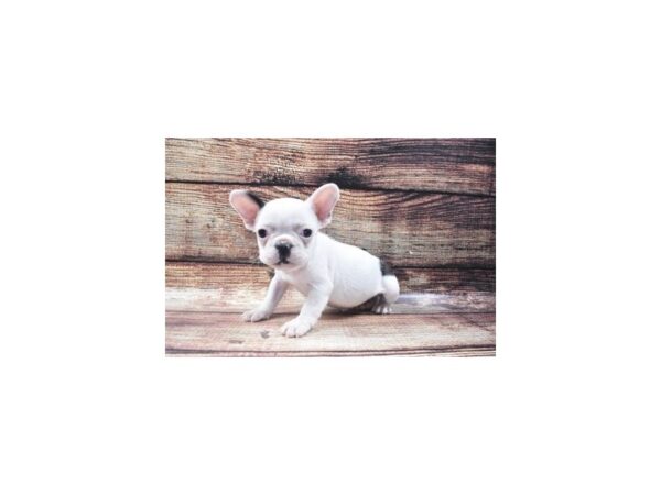 French Bulldog DOG Female Black and White 22300 Petland Las Vegas, Nevada