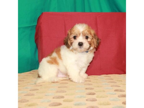 Bichon Frise/Shih Tzu DOG Male White / Gold 22318 Petland Las Vegas, Nevada