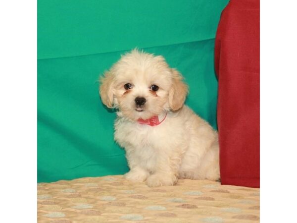 Pekingese/Poodle-DOG-Male-Cream / White-22320-Petland Las Vegas, Nevada