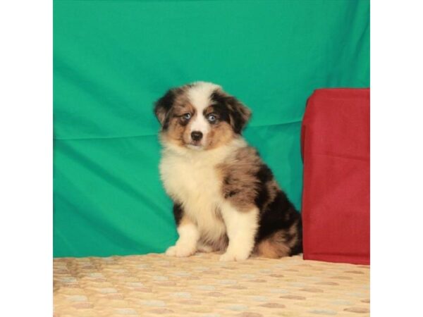 Australian Shepherd DOG Male Blue Merle 22313 Petland Las Vegas, Nevada