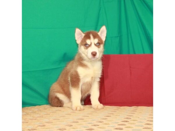 Siberian Husky DOG Male Red / White 22315 Petland Las Vegas, Nevada