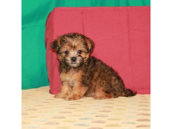 Poodle/Yorkshire Terrier DOG Female Gold Sable 22321 Petland Las Vegas, Nevada