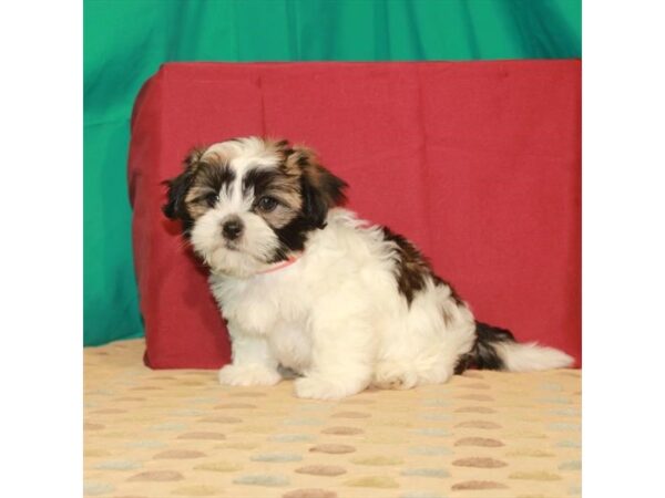 Havanese/Shih Tzu-DOG-Female-White / Red Sable-22319-Petland Las Vegas, Nevada