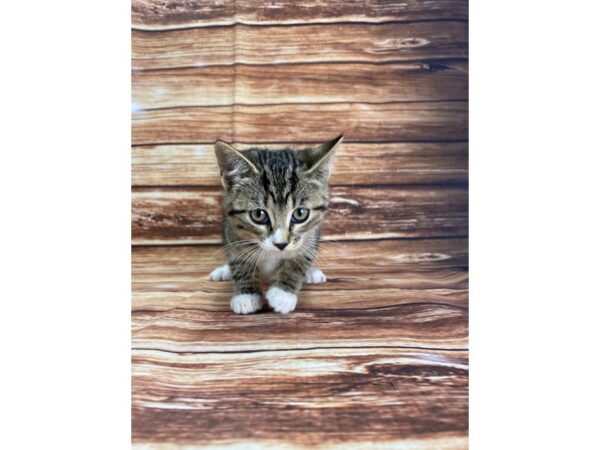 Domestic Cat-CAT-Female-Tiger Stripe-22316-Petland Las Vegas, Nevada