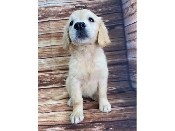 Golden Retriever DOG Female Golden 22325 Petland Las Vegas, Nevada