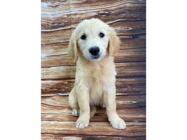 Golden Retriever DOG Female Golden 22324 Petland Las Vegas, Nevada