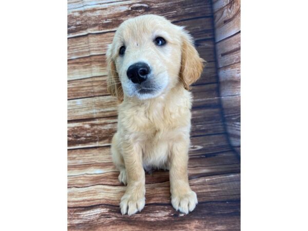 Golden Retriever DOG Male Golden 22323 Petland Las Vegas, Nevada