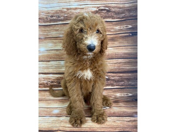 F1B Goldendoodle DOG Male Golden 22322 Petland Las Vegas, Nevada