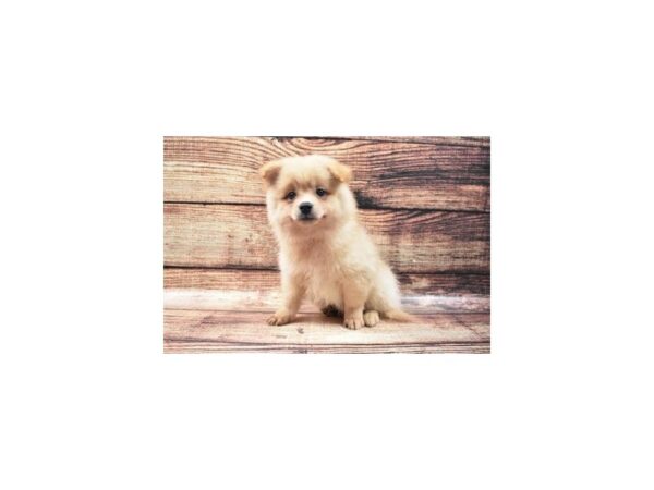 Pomeranian-DOG-Male-Orange-22332-Petland Las Vegas, Nevada