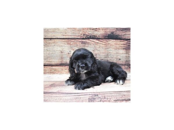 Cocker Spaniel DOG Male Black 22328 Petland Las Vegas, Nevada