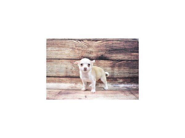 Chihuahua-DOG-Male-Fawn-22327-Petland Las Vegas, Nevada