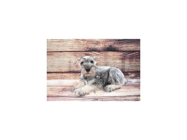 Miniature Schnauzer DOG Male Salt and Pepper 22330 Petland Las Vegas, Nevada