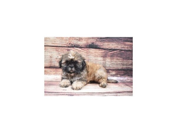 Shih Tzu DOG Male Red 22333 Petland Las Vegas, Nevada