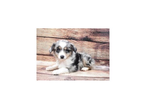 Miniature Australian Shepherd DOG Male Blue Merle White and Tan 22334 Petland Las Vegas, Nevada