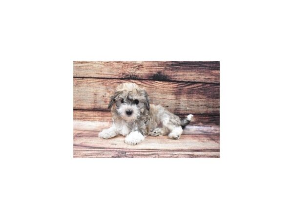 Havanese DOG Male Gold Sable 22329 Petland Las Vegas, Nevada