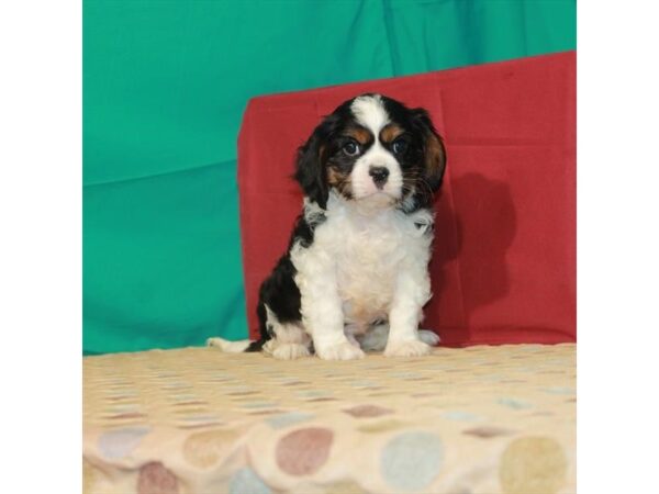 Cavalier King Charles Spaniel DOG Male White Black / Tan 22342 Petland Las Vegas, Nevada