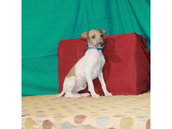 Italian Greyhound DOG Male White / Blue Fawn 22344 Petland Las Vegas, Nevada