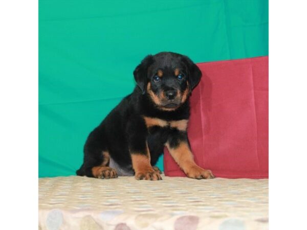 Rottweiler DOG Male Black / Mahogany 22346 Petland Las Vegas, Nevada