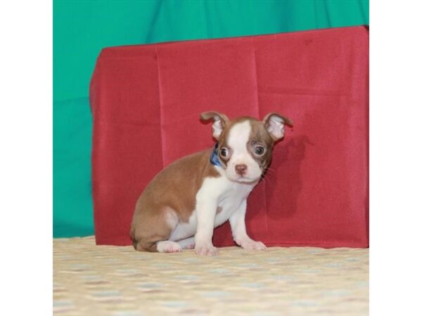 Boston Terrier DOG Female Seal 22341 Petland Las Vegas, Nevada