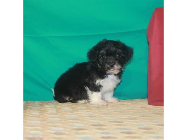 Havanese DOG Male Black / Tan 22343 Petland Las Vegas, Nevada