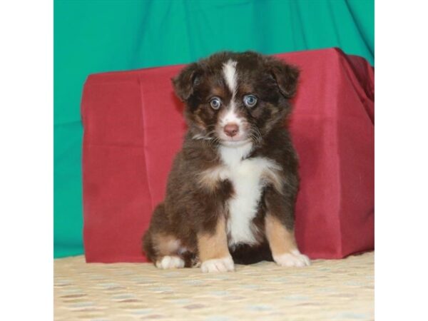 Australian Shepherd DOG Male Chocolate 22340 Petland Las Vegas, Nevada