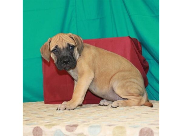 Bullmastiff DOG Female Fawn 22347 Petland Las Vegas, Nevada