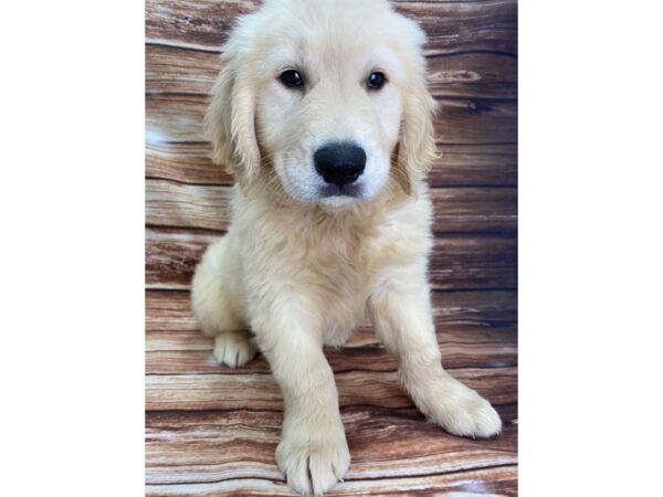 Golden Retriever DOG Male Golden 22349 Petland Las Vegas, Nevada