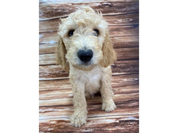 F1B Goldendoodle DOG Male Golden 22355 Petland Las Vegas, Nevada