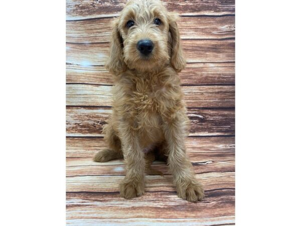 Labradoodle F1-B DOG Male Yellow 22354 Petland Las Vegas, Nevada