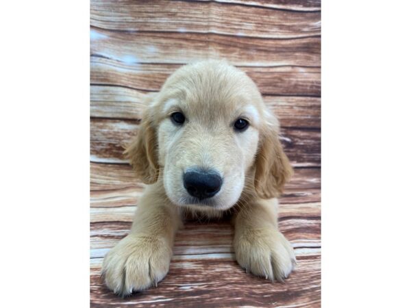 Golden Retriever DOG Male Golden 22350 Petland Las Vegas, Nevada