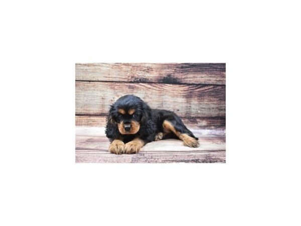 Cavalier King Charles Spaniel DOG Female Black and Tan 22359 Petland Las Vegas, Nevada