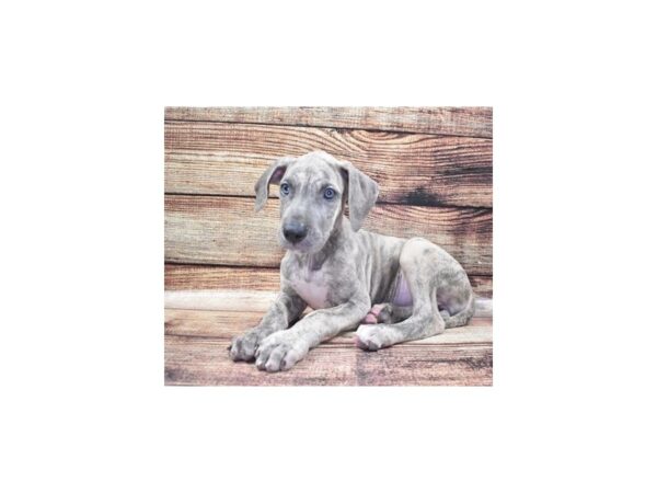 Great Dane DOG Female Blue Brindle 22360 Petland Las Vegas, Nevada