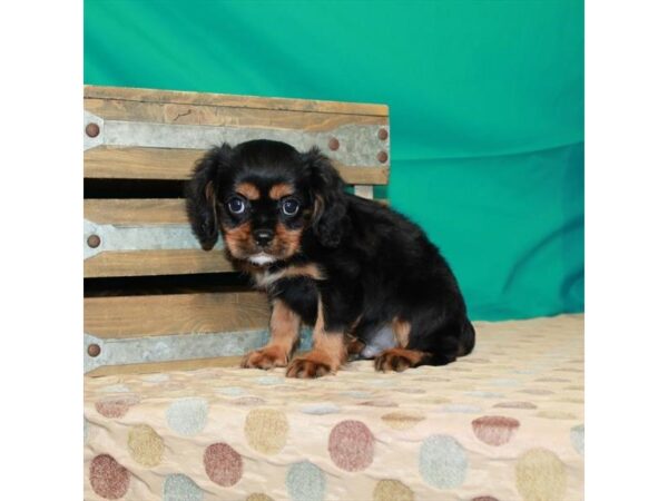 Cavalier King Charles Spaniel DOG Male Black / Tan 22366 Petland Las Vegas, Nevada