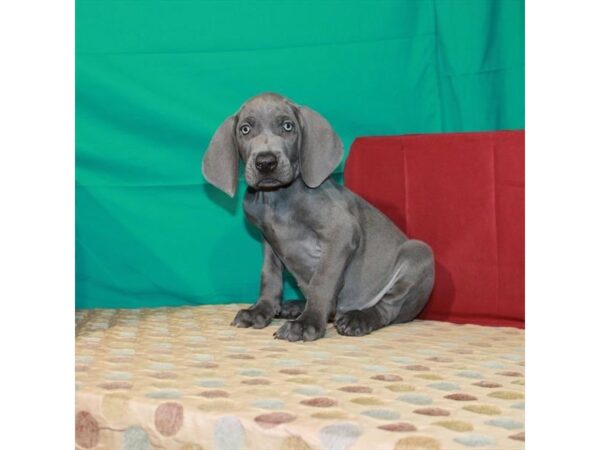 Weimaraner DOG Male Blue 22370 Petland Las Vegas, Nevada