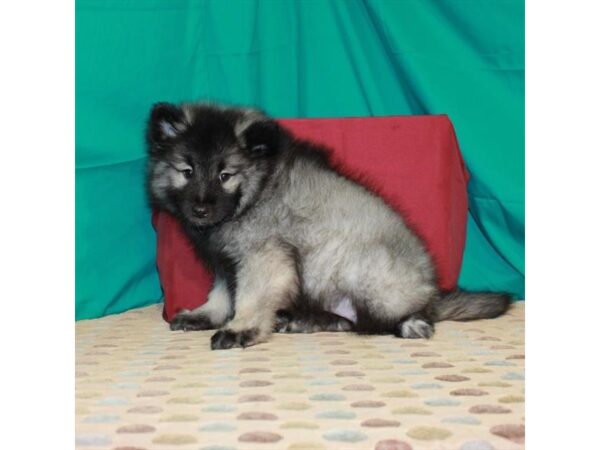 Keeshond DOG Female Silver / Black 22369 Petland Las Vegas, Nevada