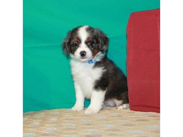 Australian Shepherd/Cocker Spaniel-DOG-Female-Blue Merle / Tan-22373-Petland Las Vegas, Nevada