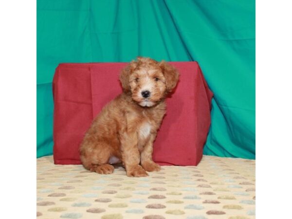 Poodle/Soft Coated Wheaten Terrier DOG Female Red 22376 Petland Las Vegas, Nevada