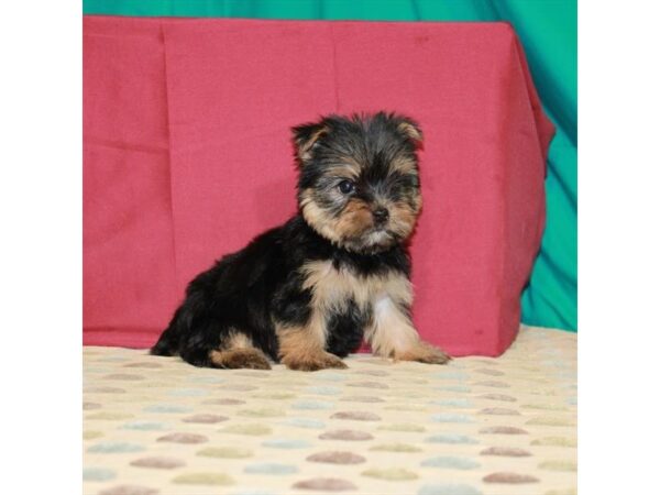 Yorkshire Terrier DOG Female Black / Tan 22371 Petland Las Vegas, Nevada