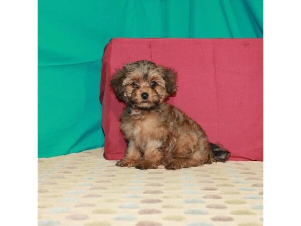 Shih Tzu/Yorkshire Terrier DOG Female Red Gold 22375 Petland Las Vegas, Nevada