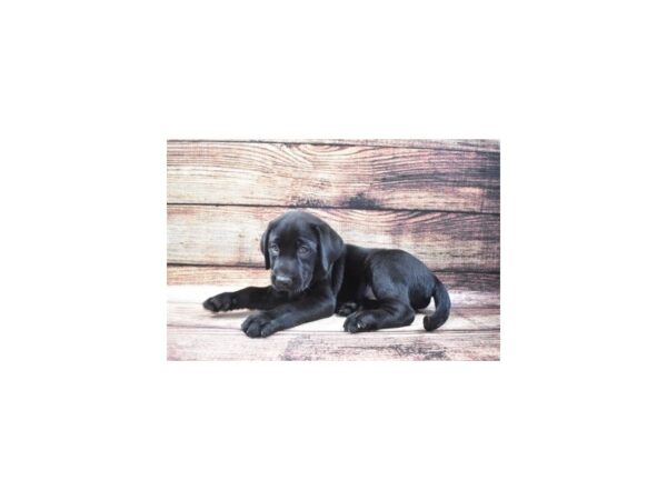 Labrador Retriever DOG Male Black 22388 Petland Las Vegas, Nevada