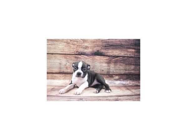 Boston Terrier DOG Female Black and White 22390 Petland Las Vegas, Nevada