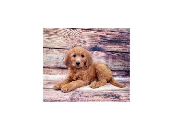 Goldendoodle F2-DOG-Female-Red-22379-Petland Las Vegas, Nevada