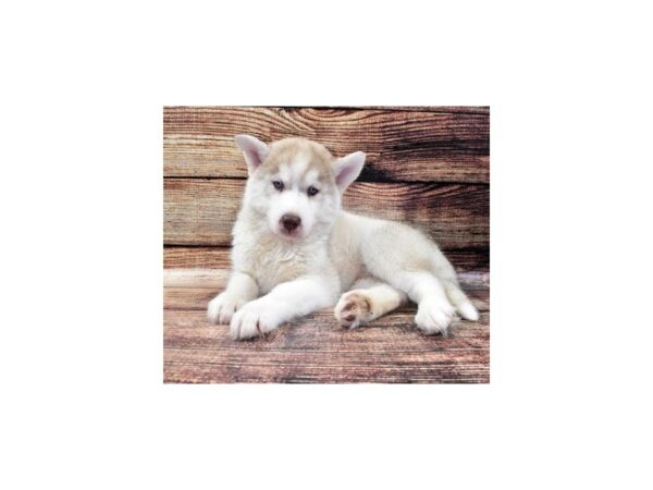 Siberian Husky DOG Male Red and White 22384 Petland Las Vegas, Nevada