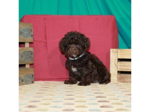 Poodle/Silky Terrier DOG Male Chocolate 22398 Petland Las Vegas, Nevada