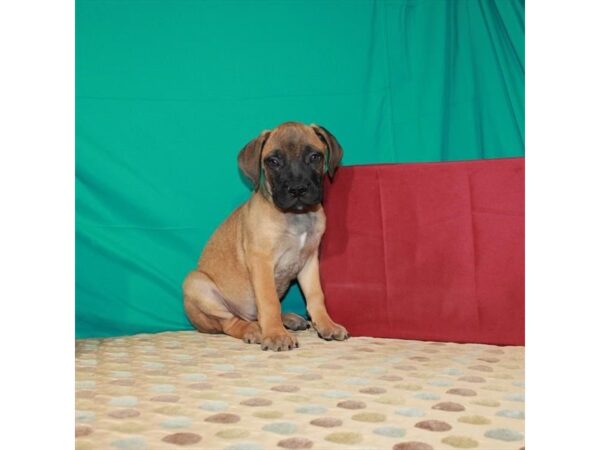 Bullmastiff DOG Male Fawn 22395 Petland Las Vegas, Nevada