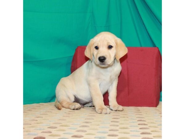 Labrador Retriever DOG Male Yellow 22394 Petland Las Vegas, Nevada